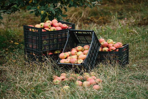 Apple crates